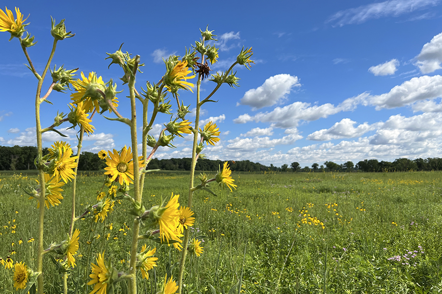 summer prairie at Herrick Lake